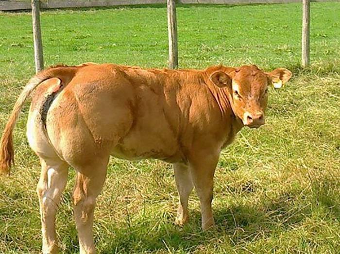 Heifer Sired by Doudou