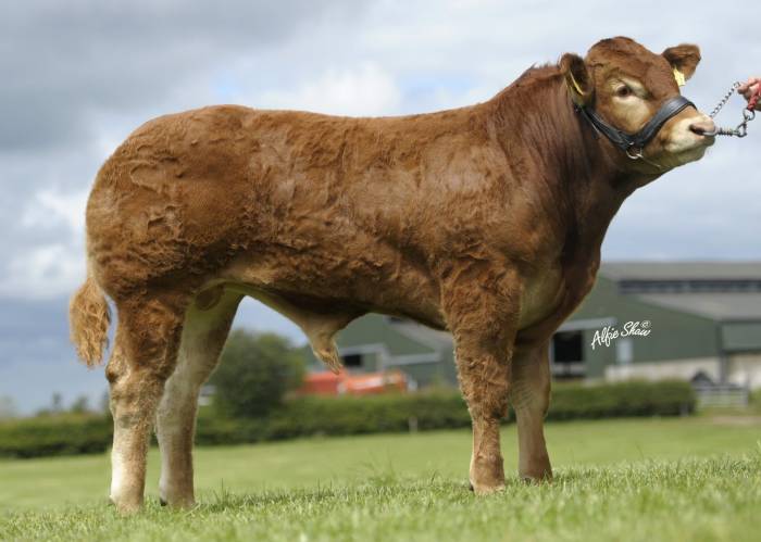 Sire Elite Forever Brill