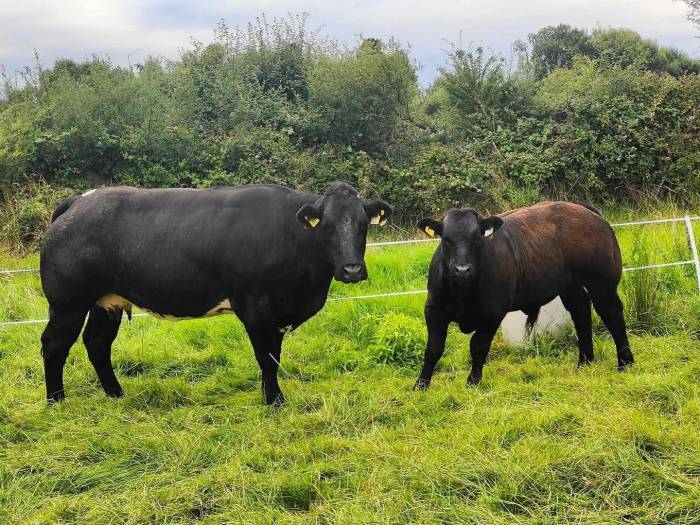 Crossbred Bull Calf Sired by Powerful Proper