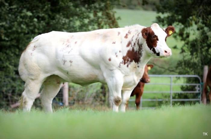 In Calf Heifer sired by Boroside Jagerbomb sells