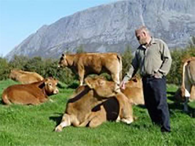 Ola-Jorn Tilrem with his herd