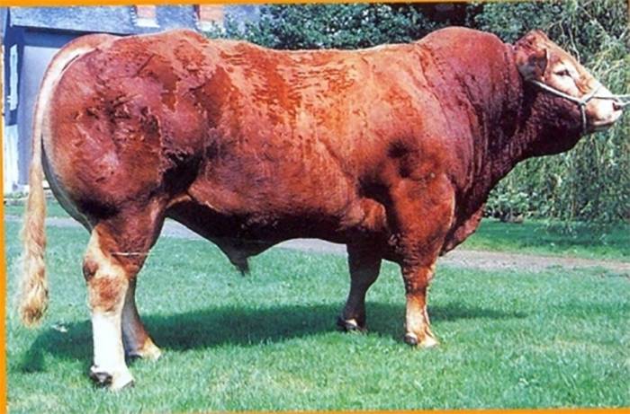 President (sire of Miscombe Becca)