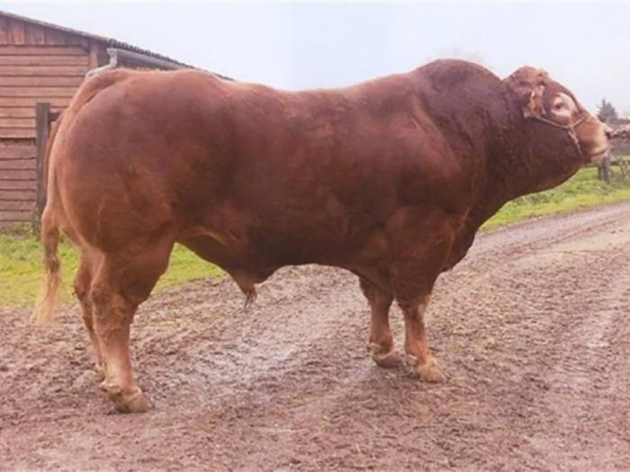 Ramses II (sire of Miscombe Bubble)