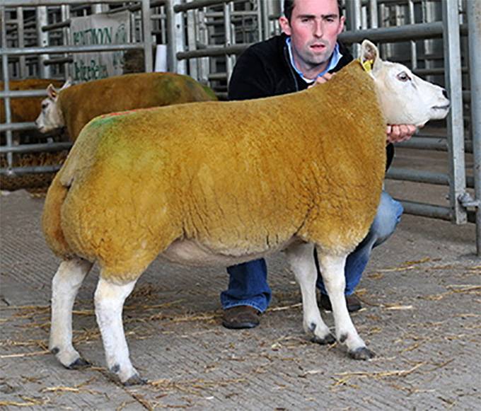 Wern Picsi Reserve Champion