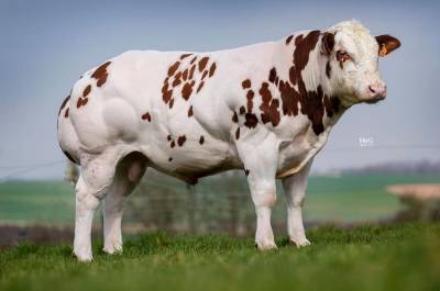 New Red S3502 - Semen now available 