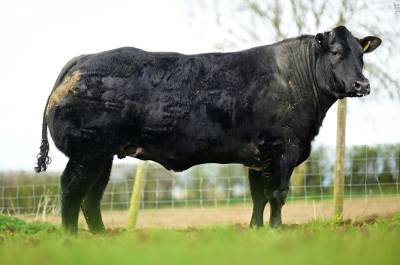 Super Quality NOX Sired In Calf Heifers at Jalex Sale