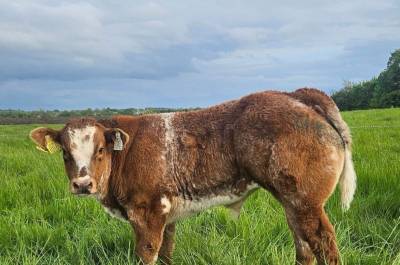 Rollie Van De Steenakker Progeny
