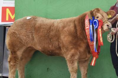 Cloonradoon Ricky Heifer Sells for €11,000