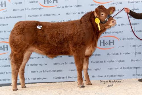 GOLDIES JACKPOT Heifer Sells for 10,000 gns 