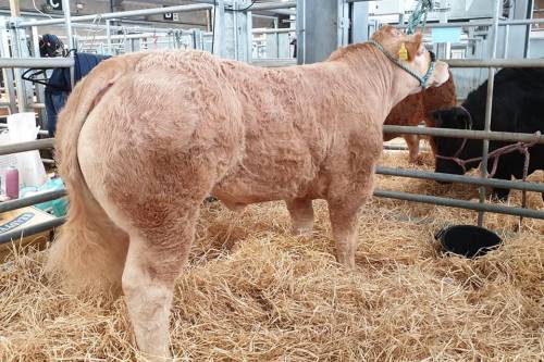 Lisnagre Elite Sired Heifer Success at Beef Expo