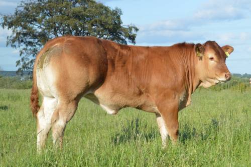 Elite Forever Brill Heifer Calf Sells for 7,000 gns