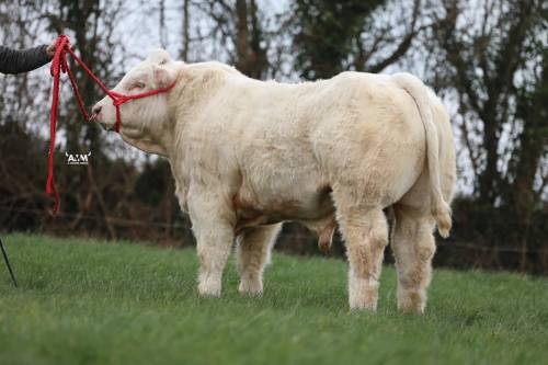 Pedigree Charolais Bull 15 months (sire - Corie Alan)