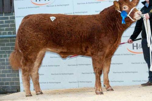 Elite FOREVER BRILL (TVR) Heifer Calf sells for 9000 gns
