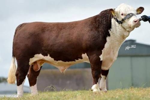 DENDOR 1 KOHINOOR Yearling Heifer Sells for €7455 
