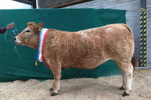 DUCHES Heifer Sells for €3000