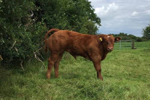Elite FOREVER BRILL Progeny Update