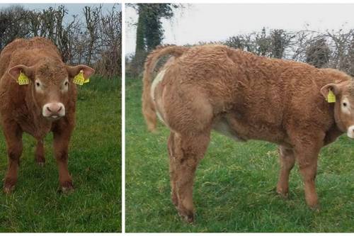 FISTON Progeny Update