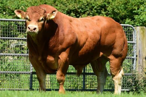 Goldies Jackpot Heifers Sell for €16,800 and €14,400