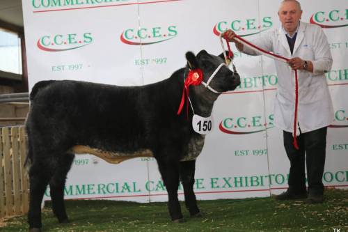 Goulding Jumbo King heifer Champion Angus Crossbred Calf 