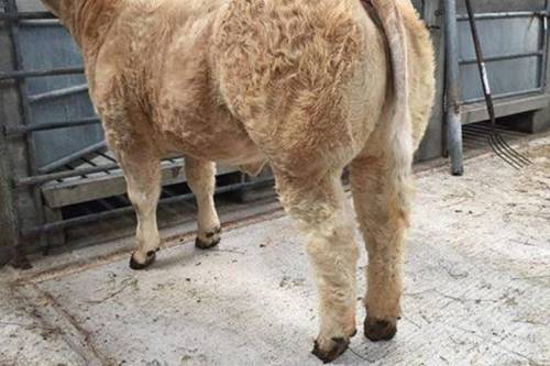 GUEPARD Heifer Calf Sells for €4650