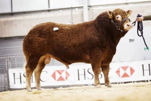 TIGRIS Son Sells for 7200 gns at Stirling