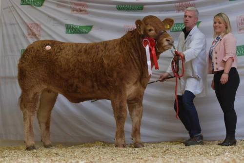 GOLDIES JACKPOT Yearling Heifer Sells for €5,700