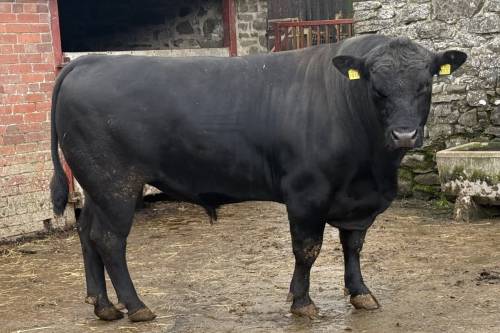 Pedigree Aberdeen Angus Stock Bull 3 y.o