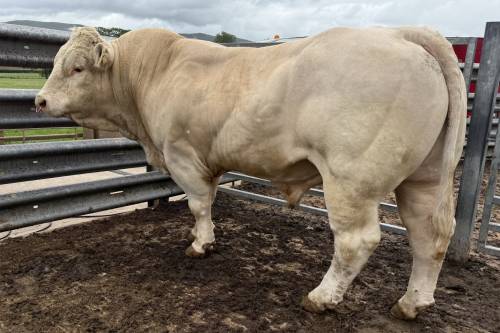 Pedigree Charolais Stock Bull 4 y.o (Gamay x Blelack Fabulous)