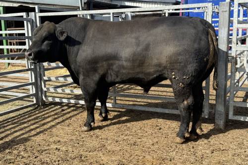 Pedigree Aberdeen Angus Bull 27 months old (sire - Retties JFK) 