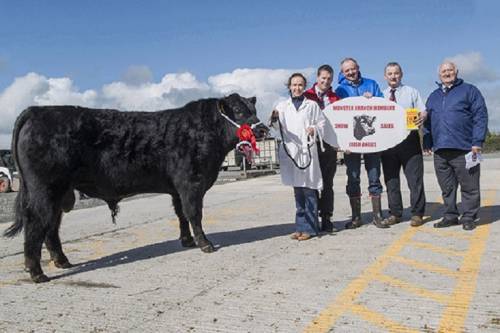 Cornamuckla Lord Hardy Son Tops Munster Premier Angus Sale
