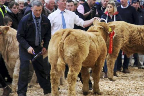 Lisnagre Elite Sired Calf - Junior Charolais Champion
