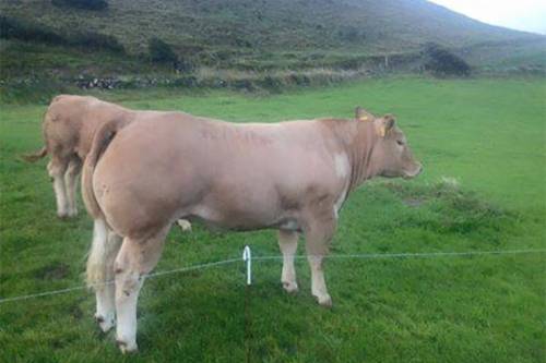 Charolais x Heifer sired by LISNAGRE ELITE