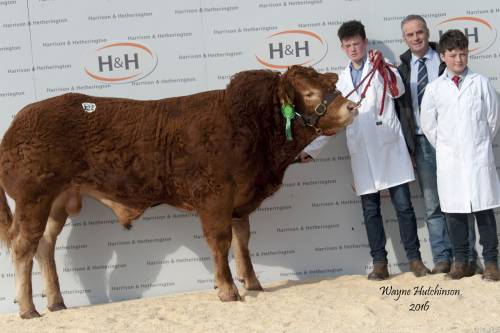 Elite FOREVER BRILL son Sells for 12,000 gns at Carlisle