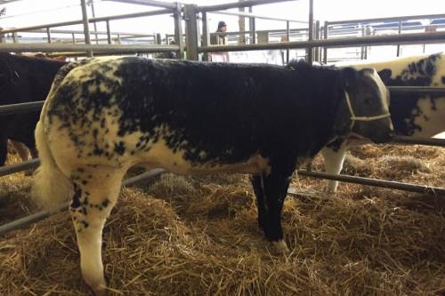 Ross Alo Sired Crossbred Heifer Calf