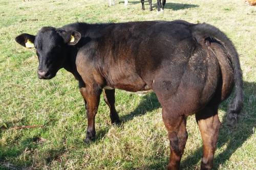 6 month old ROSS ALO Sired Calves sell for £4,000 and £3,700 at Clifton Mill Herd Dispersal
