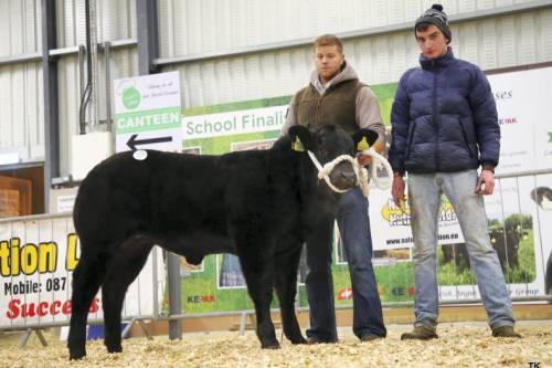 Elite Forever Brill Heifer Calf Sells for €6200