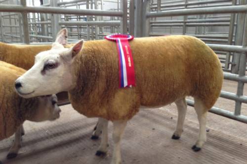 Champion & Reserve Welshpool In Lamb Sale 2012