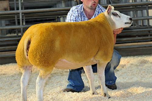 Welshpool Reserve Champion Female 2012