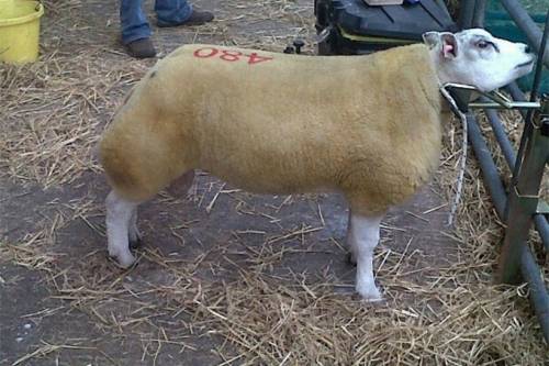 Wern Sycharth sells to H Jewitt & G Forsyth