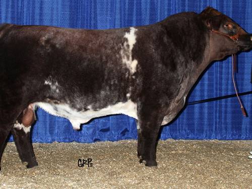 BEEF SHORTHORN Semen for Sale