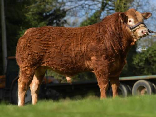 POLLED LIMOUSIN Semen for Sale