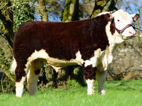 POLLED HEREFORD Semen for Sale