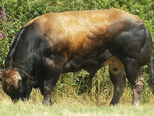 PARTHENAISE Semen for Sale