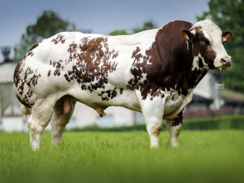 Rollie Van De Steenakker (BB9854)