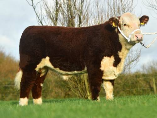 POLLED HEREFORD Semen for Sale
