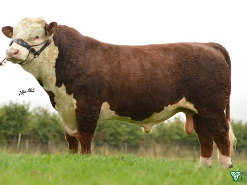 HORNED HEREFORD Semen for Sale