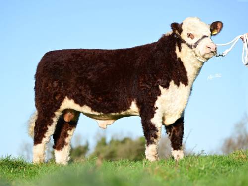 HORNED HEREFORD Semen for Sale