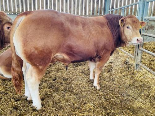 POLLED LIMOUSIN Semen for Sale