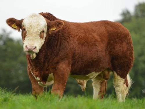 SIMMENTAL Semen for Sale