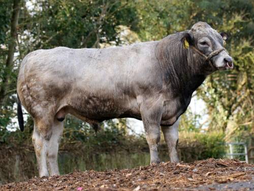 PIEDMONTESE Semen for Sale